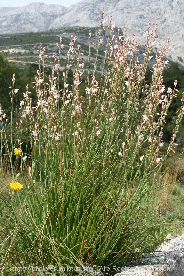 FLORA > bei Camp Ciste 5