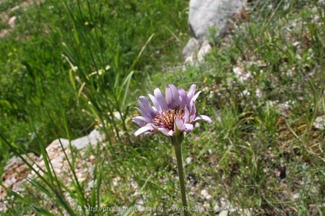 BLAUE BLÜTE in Dalmatien