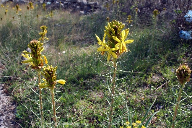 Frühlingsblumen 3