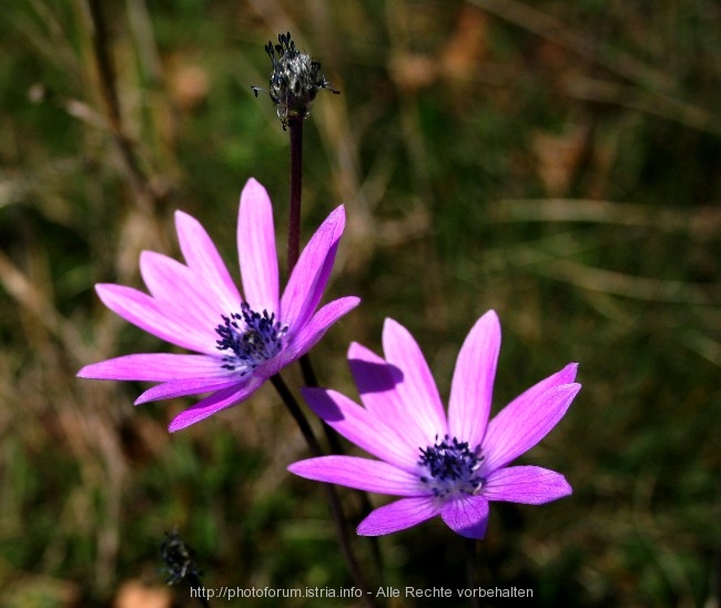 Frühlingsblumen 6