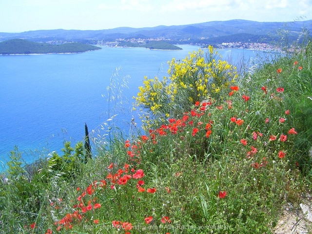 Roter Mohn und Gelber Ginster bei Orebic