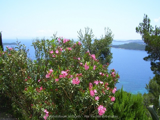 Oleander bei Orebic