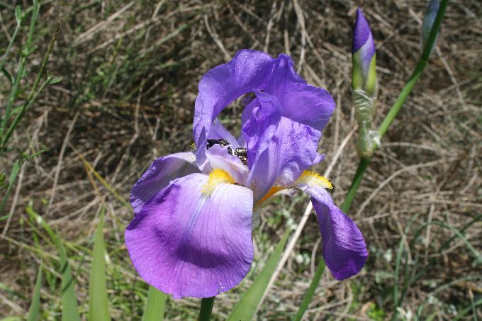 IRIS (perunika) > Nationalblume in Kroaiten