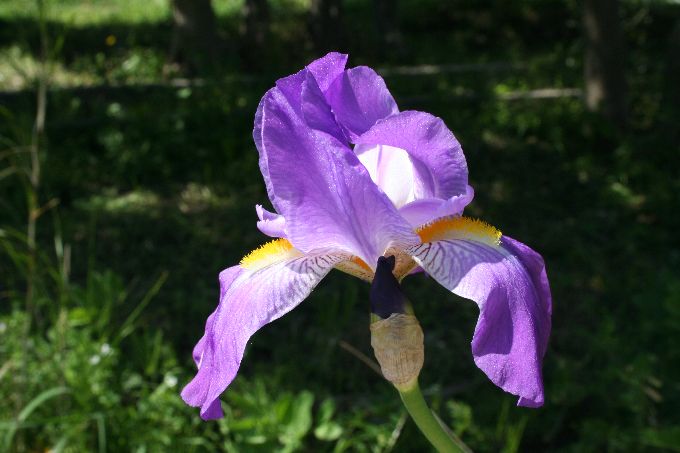 IRIS (perunika) > Nationalblume in Kroaiten 2