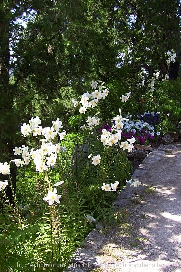 LILIEN vor der Kapelle Sv. Antun bei Korcula