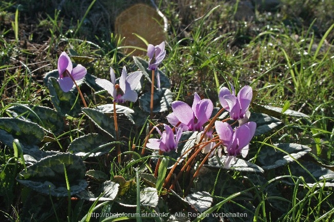 ALPENVEILCHEN im November