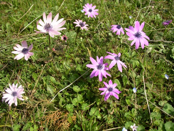 ANEMONEN im April