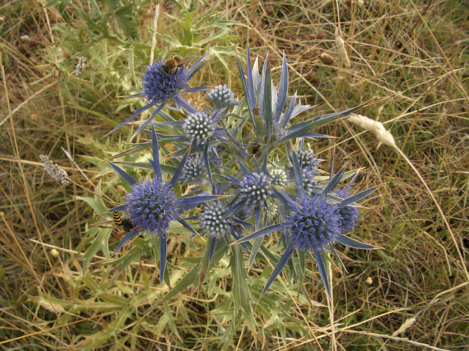 Blaue Distel