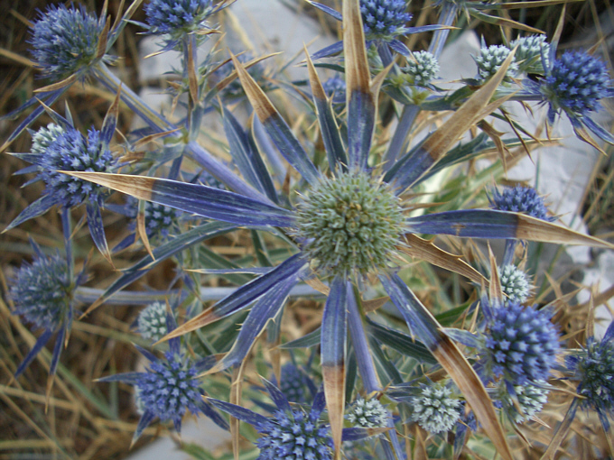 Blaue Distel