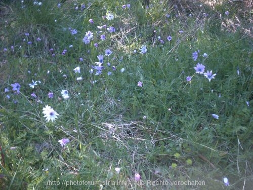 ANEMONEN > Tasalera Frühlingsblumen