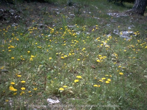 FRÜHLINGSBLUMEN in Tasalera