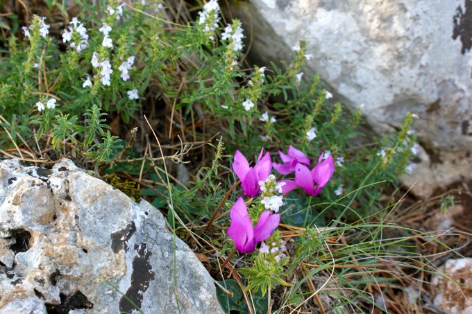 ALPENVEILCHEN > in der Ucka