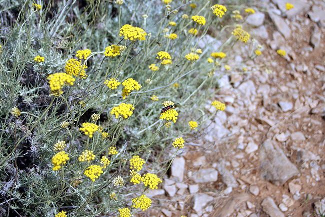 Blumen und Pflanzen