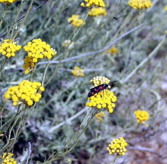 Blumen und Pflanzen 2