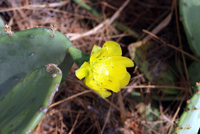 Blumen und Pflanzen 2