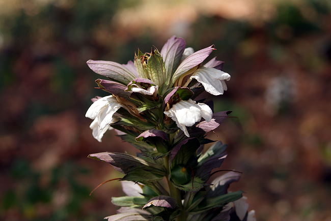 Blumen und Pflanzen 3