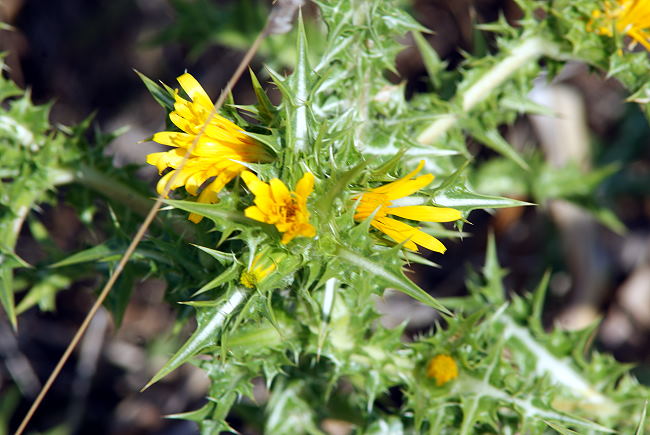 Blumen und Pflanzen