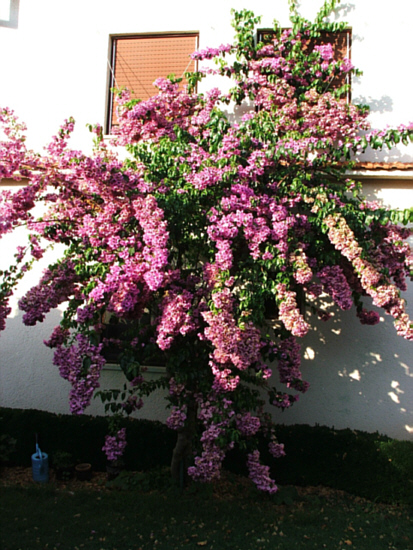 Bougainvillea > Istrien > Premantura