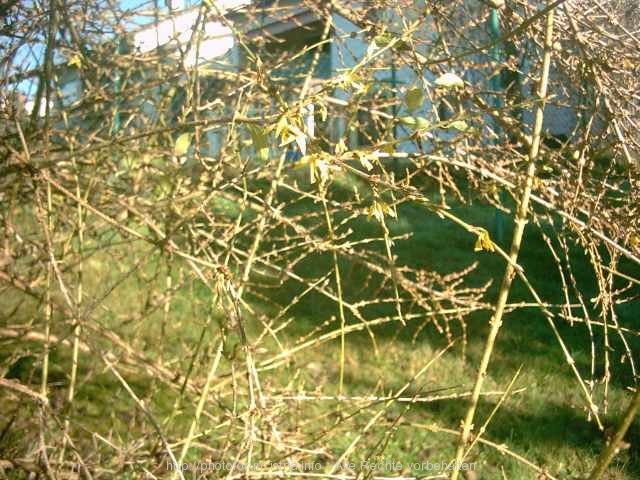 FORSYTHIE > Frühling im Dezember