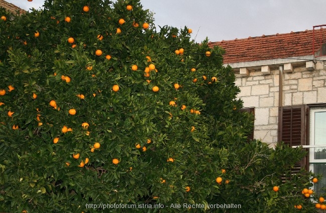 ORANGENBAUM > mit Früchten 2