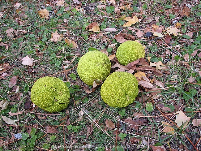 MILCHORANGENBAUM > Frucht