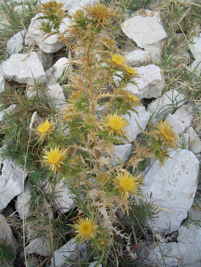 Gelbe Distel