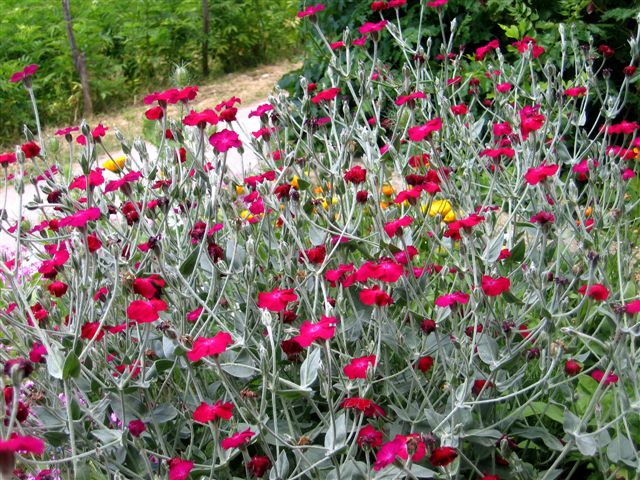 Frühlingsblumen