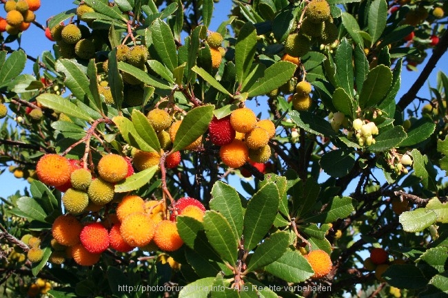 ERDBEERBAUM mit Früchten und Blüten