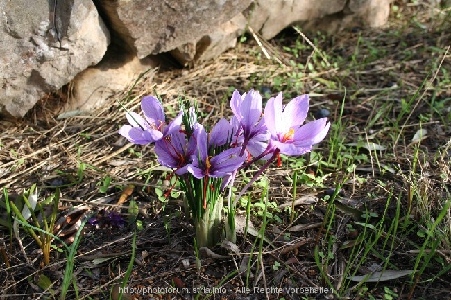 KROKUS > Safrankrokus