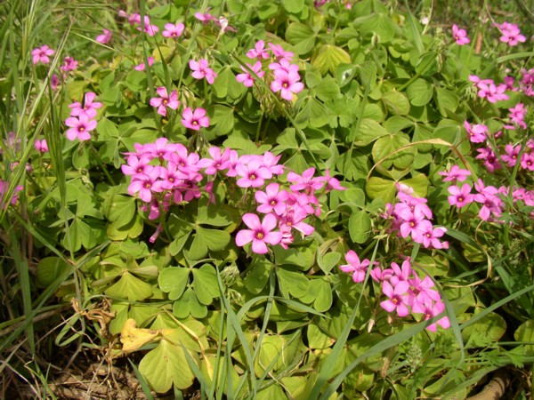 KLEE - Frühling in Istrien