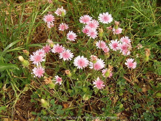 BLÜTEN im Juni auf Peljesac