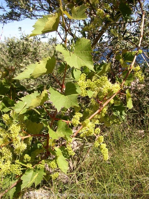 WILDER WEIN > Blüte im Juni auf der Insel Korcula