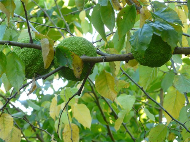 Flora: MILCHORANGENBAUM > Frucht