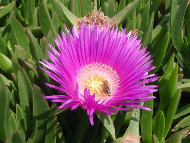 Blumenschmuck 3