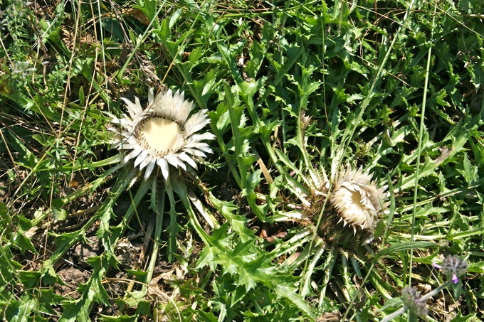 SILBERDISTEL > NP Risnjak