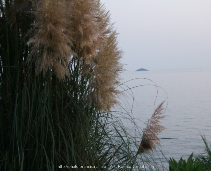 SCHILFGRAS bei Rovinj