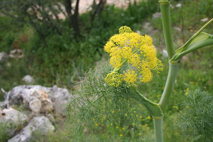 Gemeines Steckenkraut ( ferula communis)