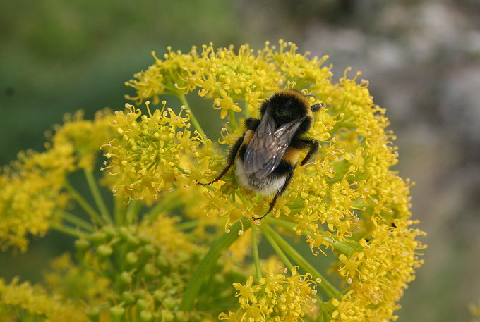 Gemeines Steckenkraut ( ferula communis) 2