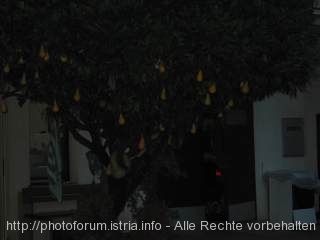 BAUM mit hängenden Kürbissen