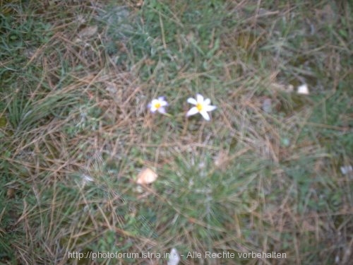 KROKUS > Tasalera Frühlingsblumen