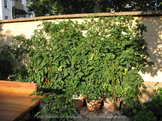 Tomaten im Juli 2008