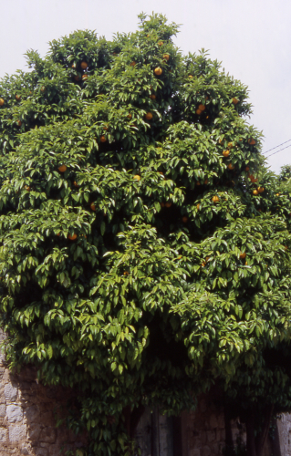 ORANGENBAUM in Ston