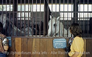 LIPICA > Lipizzaner im Stall