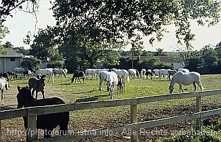 LIPICA > Lipizzaner auf der Weide