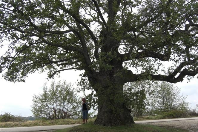 Istrien: BRIC > Baum vor der Friedhofskapelle