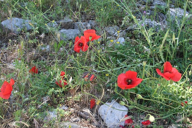 STRAVCA > Steineres Dorf im Konavle