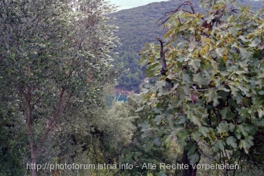 Otok CRES > Valun > verstecker Blick auf Valun