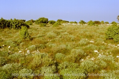 Otok CRES > auf dem Weg zur Majka Bozja od Loze > Salbei