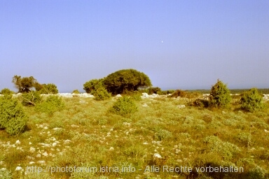 Otok CRES > auf dem Weg zur Majka Bozja od Loze > Salbei