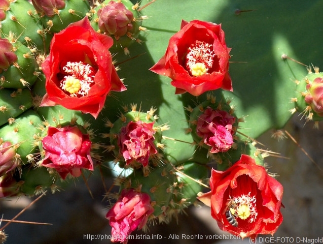 Insel_Krk.Kakteenblüte